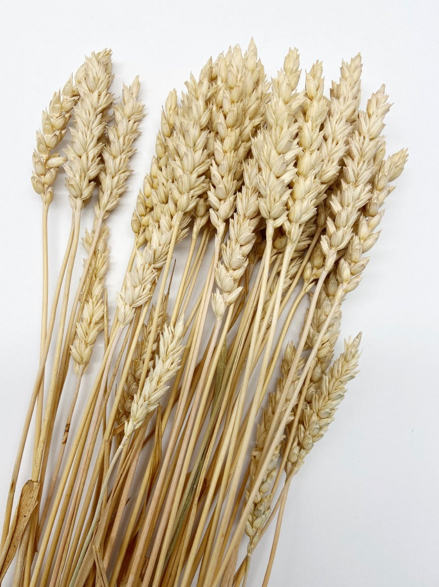 Dried Golden Beardless Wheat Stems, Fall Floral Decor