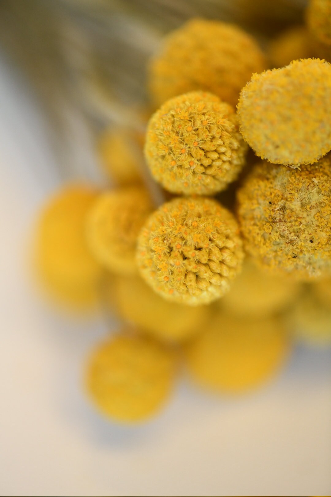 Dried Billy Balls, Craspedia Bunch, Drumstick Flower, Yellow Flowers, Dry Floral, Wedding Bouquet, Modern, Country Rustic Floral Arrangement