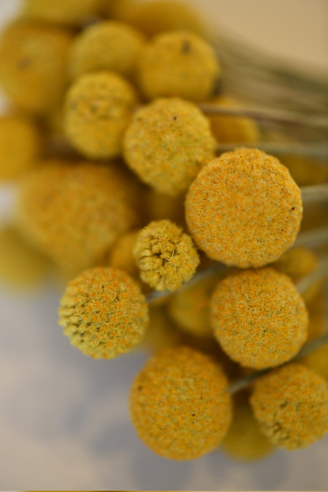Dried Billy Balls, Craspedia Bunch, Drumstick Flower, Yellow Flowers, Dry Floral, Wedding Bouquet, Modern, Country Rustic Floral Arrangement