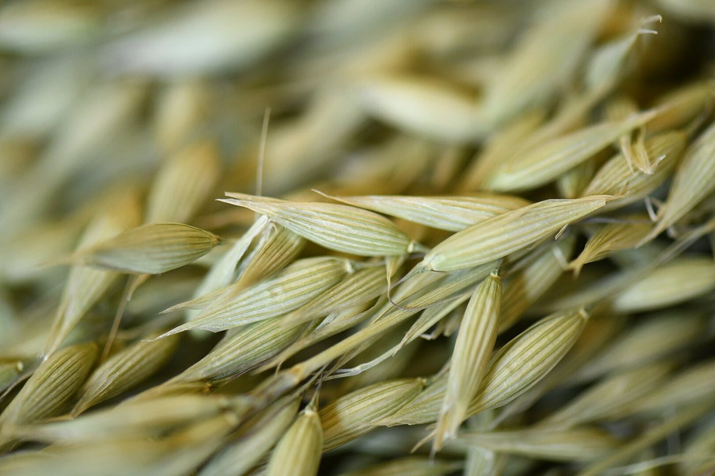 Dried Avena Oats, Green Grains, Dried Oats, Wedding Preserved Bouquets, Bunches, Natural Flax, Golden Pods, Flowers, Wheats and Grass