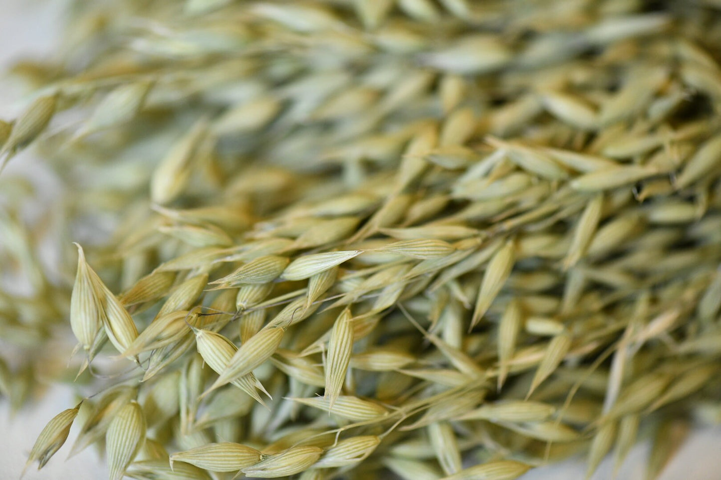 Dried Avena Oats, Green Grains, Dried Oats, Wedding Preserved Bouquets, Bunches, Natural Flax, Golden Pods, Flowers, Wheats and Grass