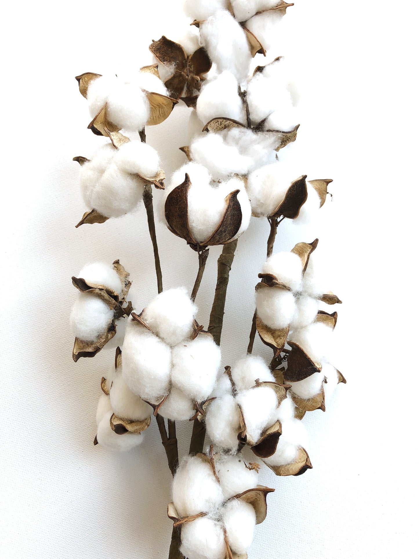 13" 18" 31" Cotton Stem Bunch – White Cotton Balls, Branches for Wedding, Rustic Décor, DIY Floral Arrangements, Farmhouse Style, Anniversary Flowers