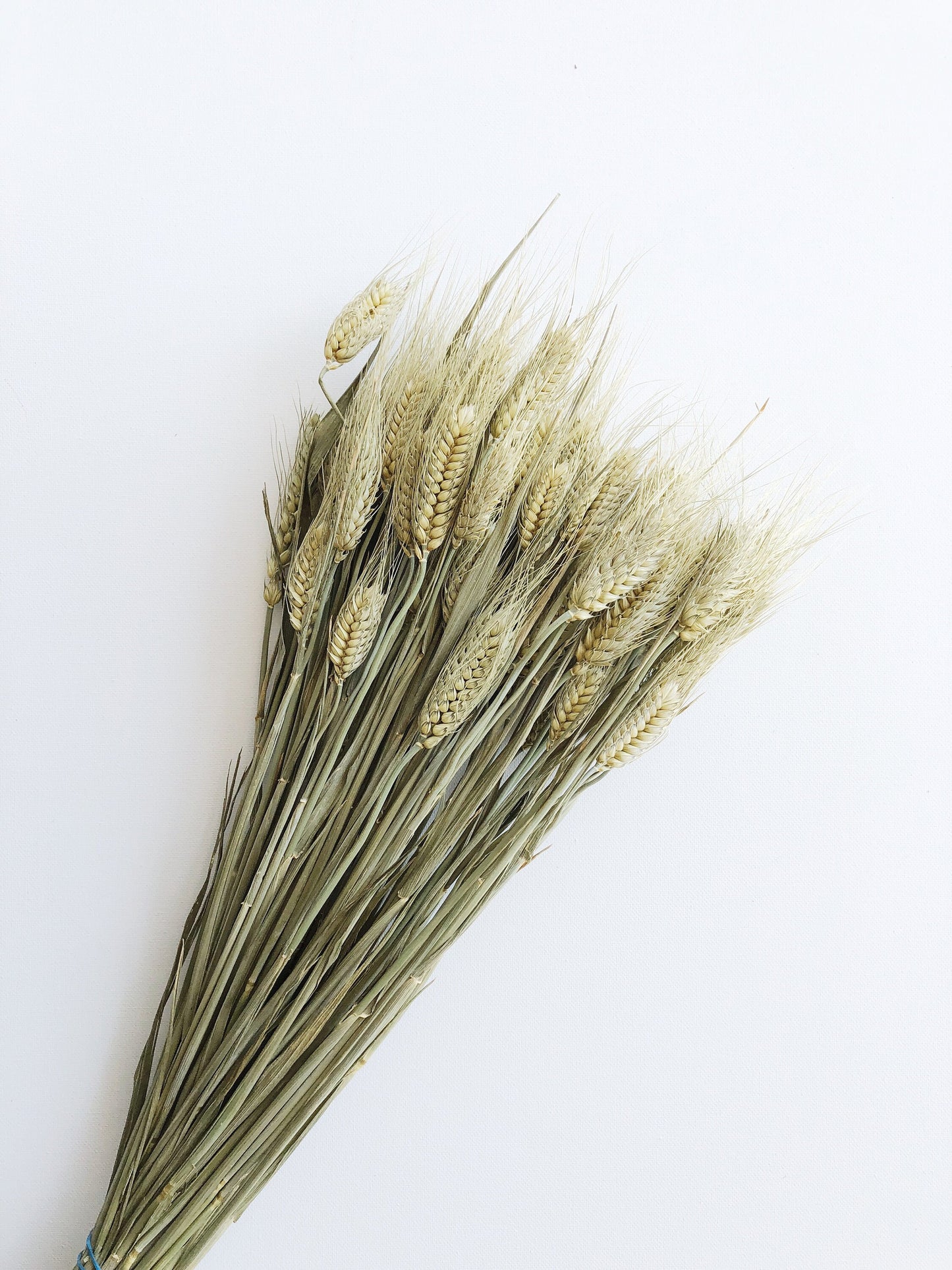 Club Wheat, Green Wheat, Dried Flowers, Bearded Wheat, Cereal Grain, Bouquet, Filler Flowers, Fall, Wedding, Dry Floral, Oats, Home Decor