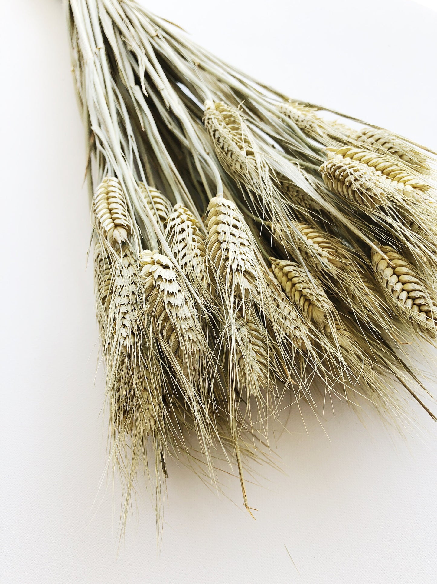 Club Wheat, Green Wheat, Dried Flowers, Bearded Wheat, Cereal Grain, Bouquet, Filler Flowers, Fall, Wedding, Dry Floral, Oats, Home Decor
