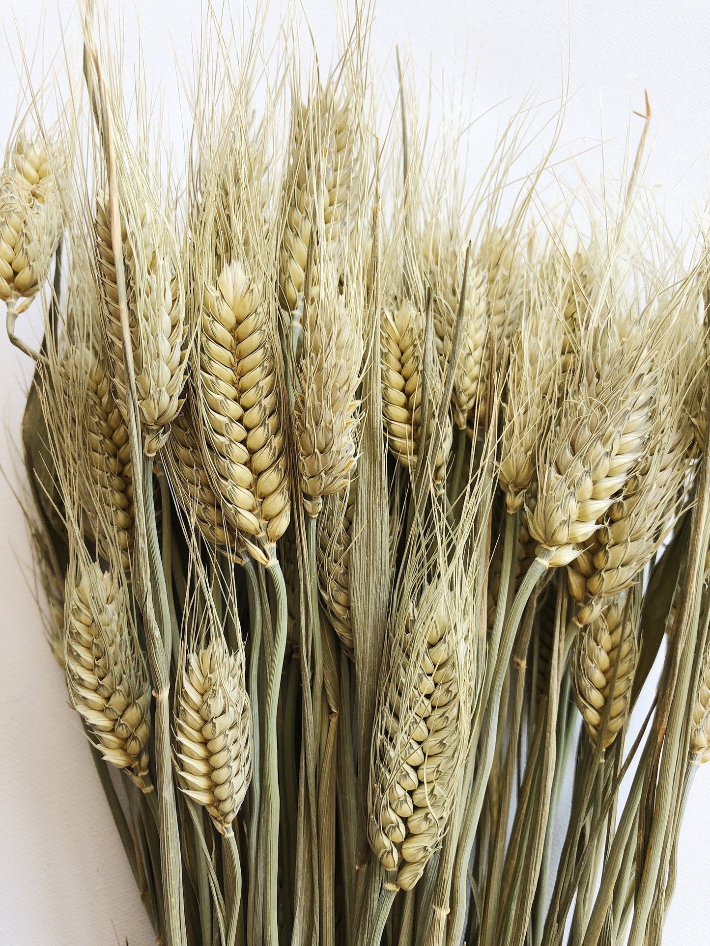 Club Wheat, Green Wheat, Dried Flowers, Bearded Wheat, Cereal Grain, Bouquet, Filler Flowers, Fall, Wedding, Dry Floral, Oats, Home Decor
