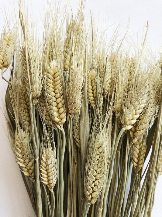 Club Wheat, Green Wheat, Dried Flowers, Bearded Wheat, Cereal Grain, Bouquet, Filler Flowers, Fall, Wedding, Dry Floral, Oats, Home Decor