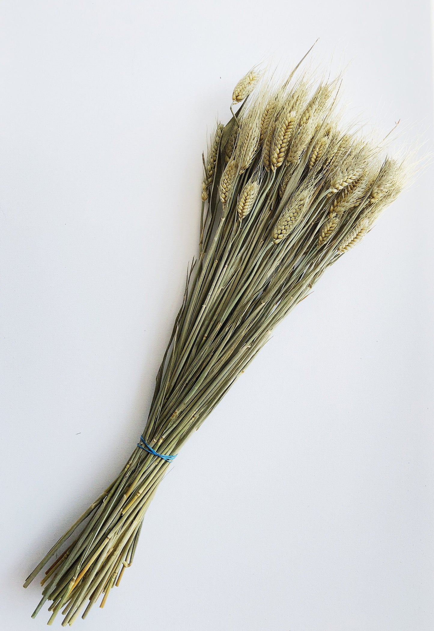 Club Wheat, Green Wheat, Dried Flowers, Bearded Wheat, Cereal Grain, Bouquet, Filler Flowers, Fall, Wedding, Dry Floral, Oats, Home Decor
