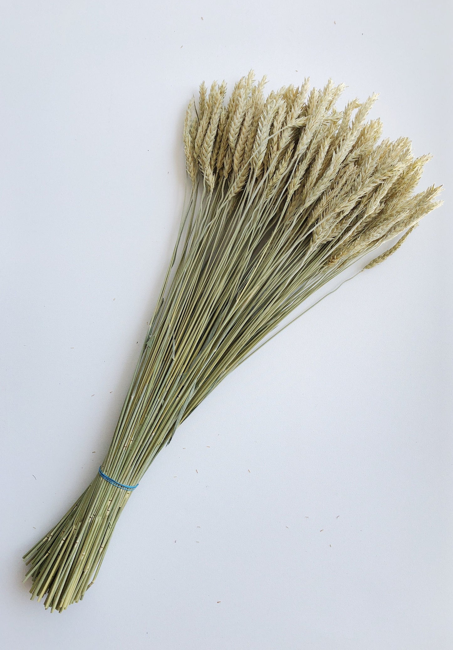 Triticale Beardless Green Wheat, Cereal Grains, Green, Tan, Dried Flowers, Wedding Floral, Bouquets, Fall, Dry Filler Flowers, Home Decor