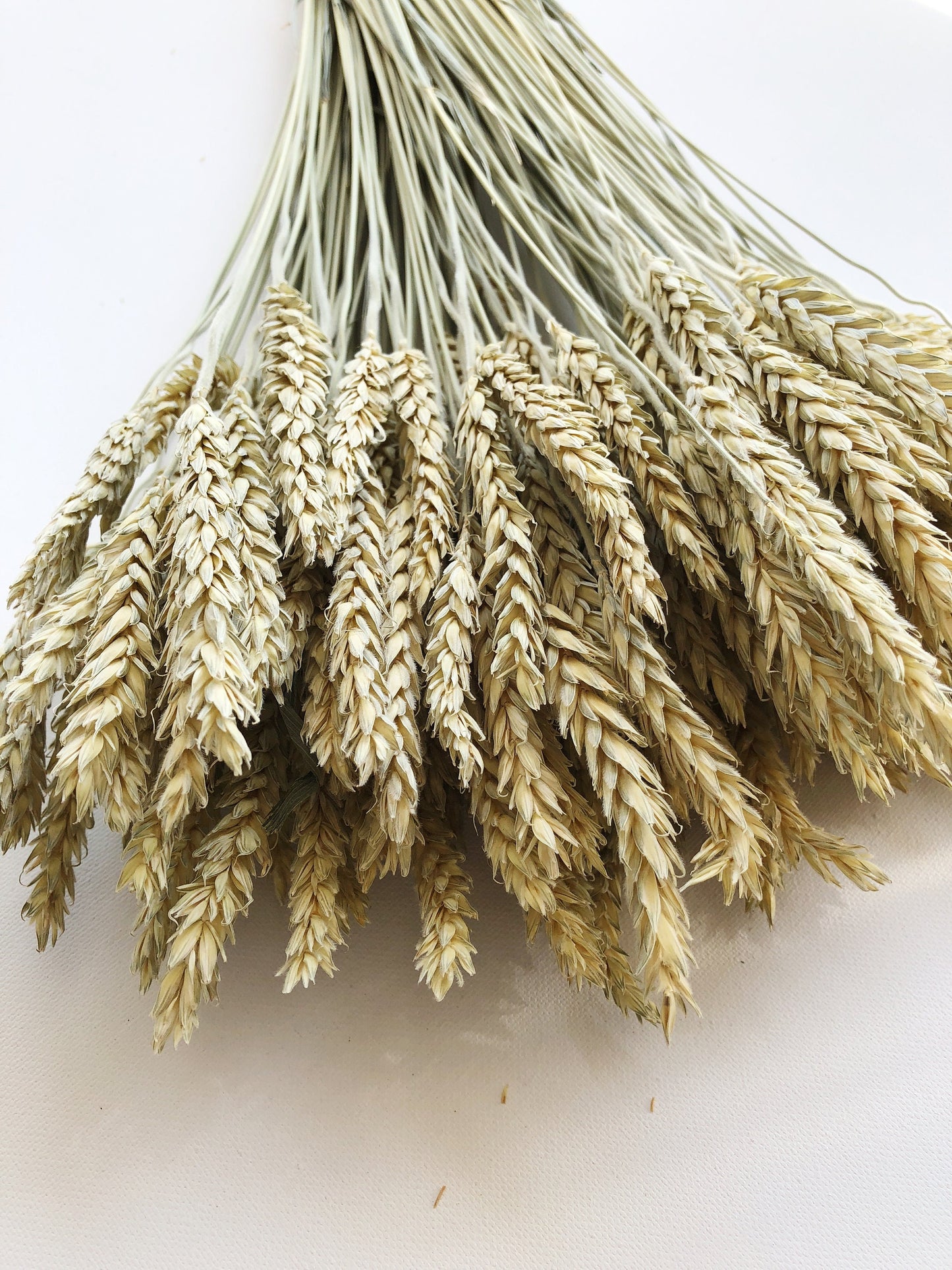 Triticale Beardless Green Wheat, Cereal Grains, Green, Tan, Dried Flowers, Wedding Floral, Bouquets, Fall, Dry Filler Flowers, Home Decor