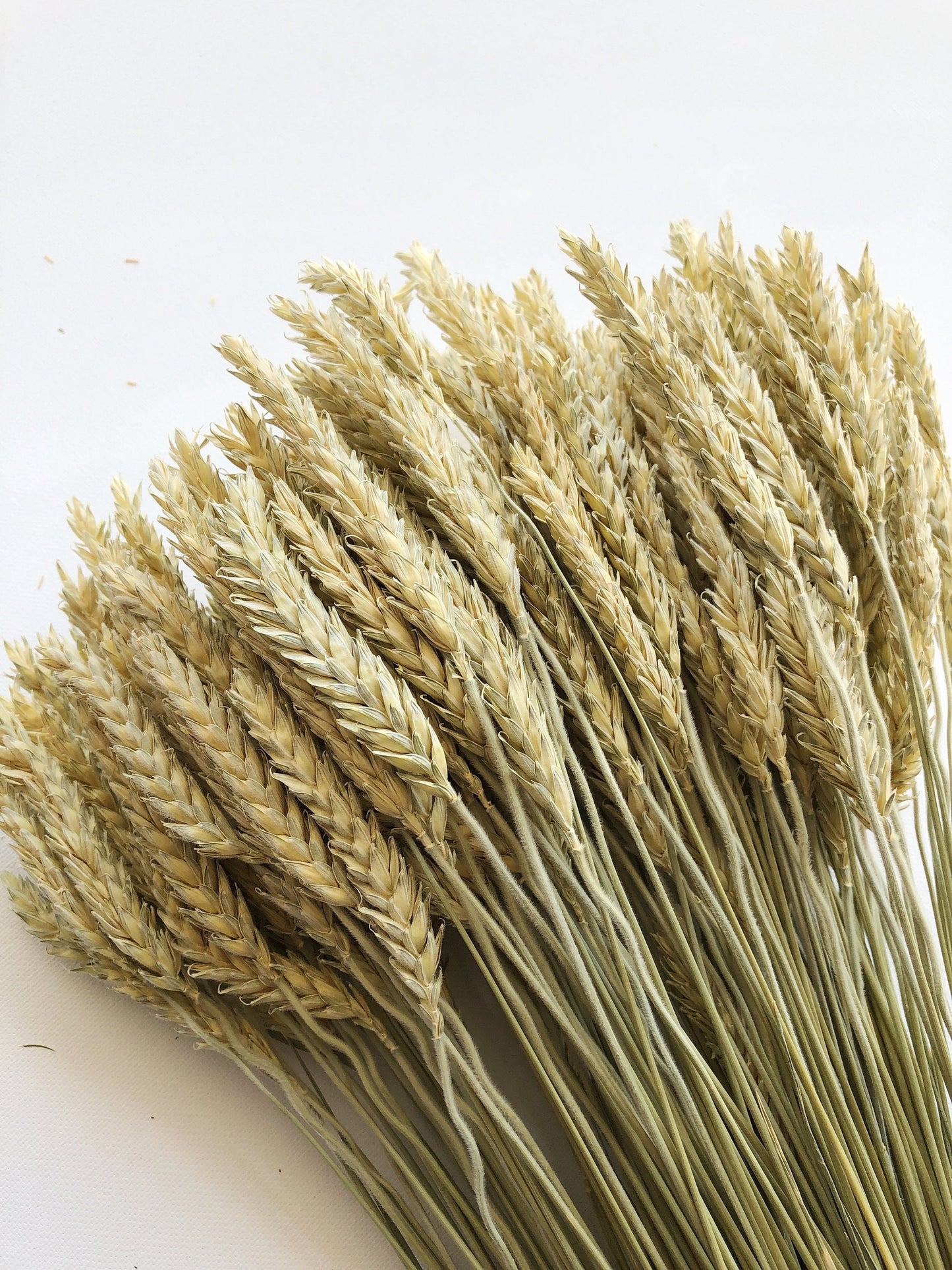Triticale Beardless Green Wheat, Cereal Grains, Green, Tan, Dried Flowers, Wedding Floral, Bouquets, Fall, Dry Filler Flowers, Home Decor