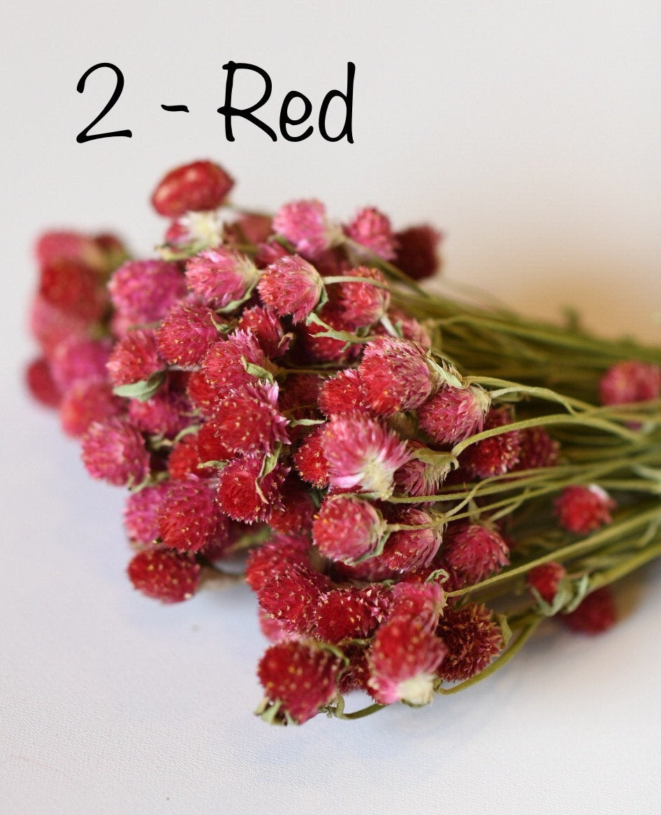 Dried Globe Amaranth (Gomphrena) Flowers β Red, Fuchsia, Rose Pink β Wedding Flowers, Wildflower Arrangements, Dried Floral Bouquets