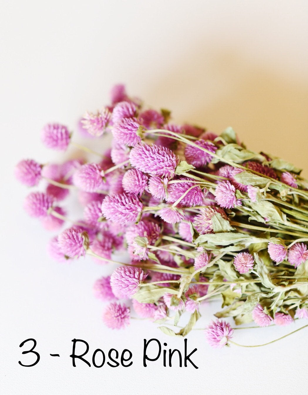 Dried Globe Amaranth (Gomphrena) Flowers β Red, Fuchsia, Rose Pink β Wedding Flowers, Wildflower Arrangements, Dried Floral Bouquets