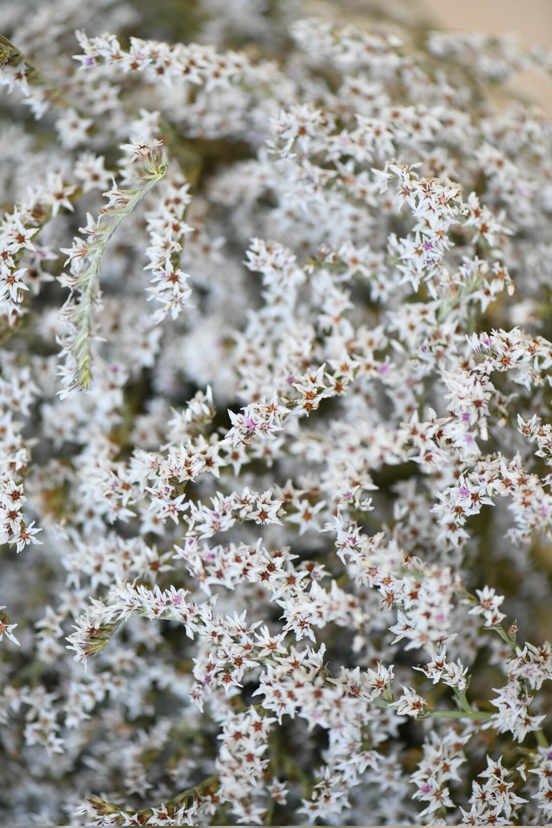 German Statice, Dry Flowers, White, Green, Wedding Bouquet, Floral Supply, Home Decor, Dried Wreath, Wildflowers Bunch, Farmhouse, Star