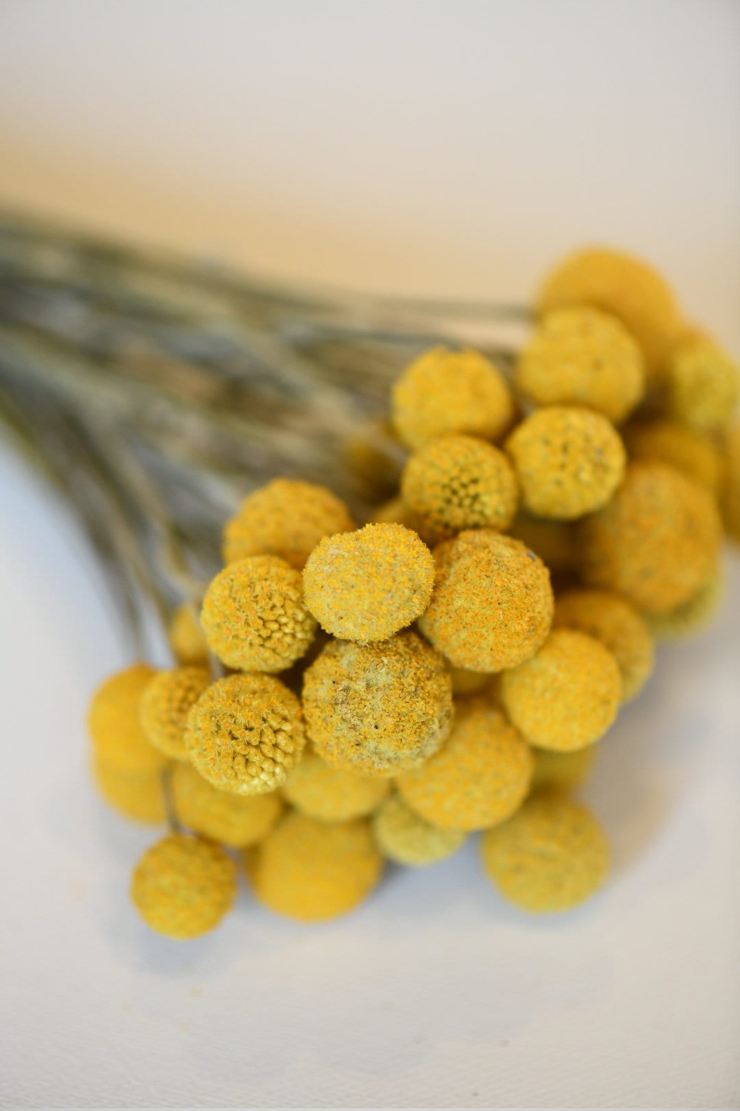 Dried Billy Balls, Craspedia Bunch, Drumstick Flower, Yellow Flowers, Dry Floral, Wedding Bouquet, Modern, Country Rustic Floral Arrangement