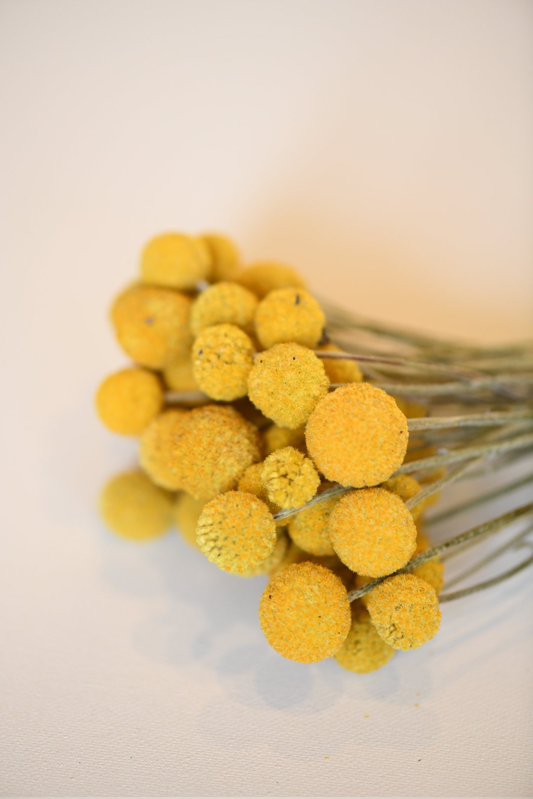 Dried Billy Balls, Craspedia Bunch, Drumstick Flower, Yellow Flowers, Dry Floral, Wedding Bouquet, Modern, Country Rustic Floral Arrangement