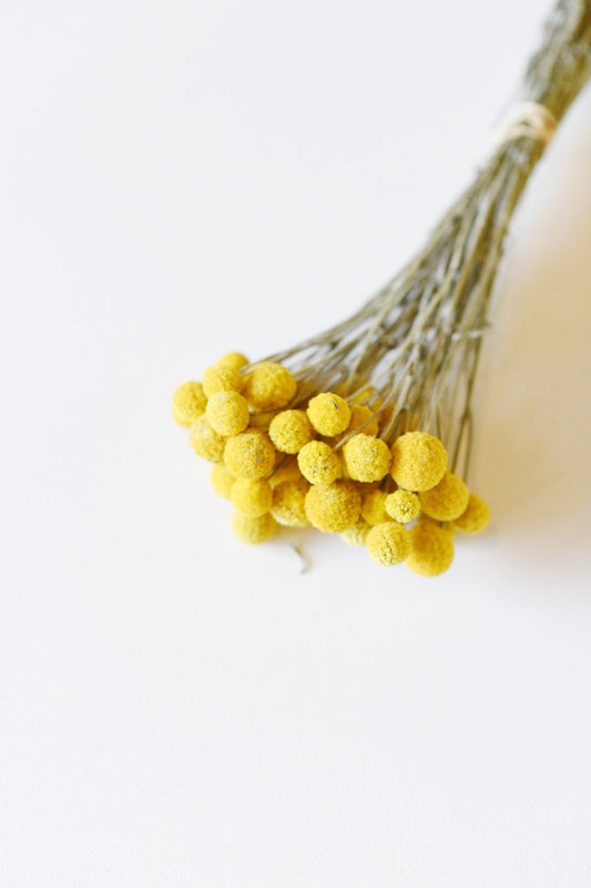 Dried Billy Balls, Craspedia Bunch, Drumstick Flower, Yellow Flowers, Dry Floral, Wedding Bouquet, Modern, Country Rustic Floral Arrangement