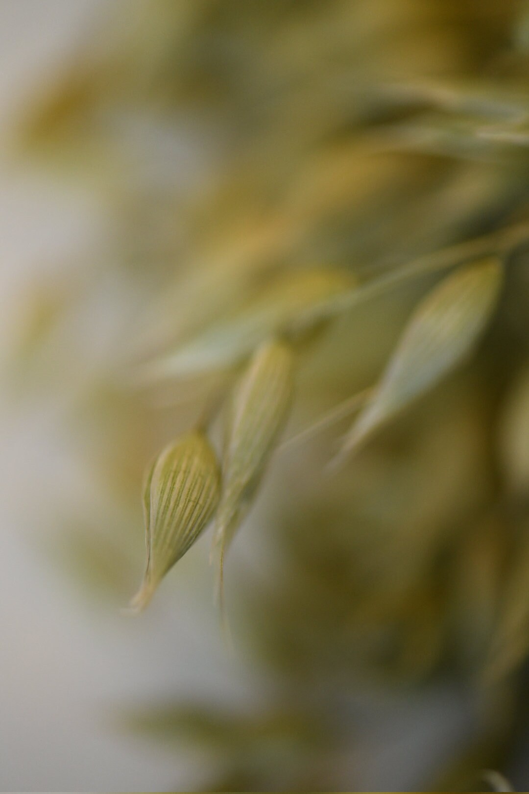 Dried Avena Oats, Green Grains, Dried Oats, Wedding Preserved Bouquets, Bunches, Natural Flax, Golden Pods, Flowers, Wheats and Grass