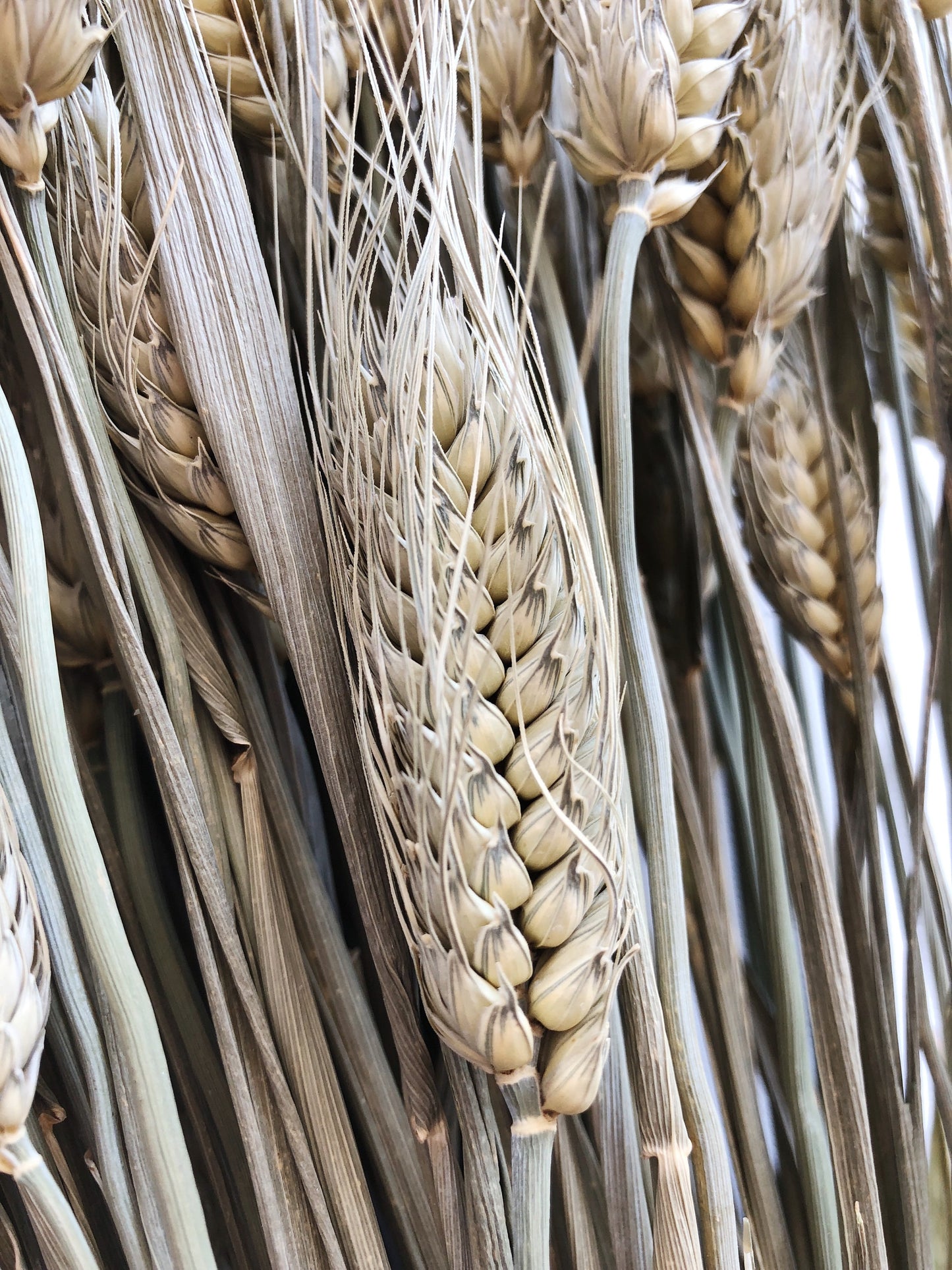 Club Wheat, Green Wheat, Dried Flowers, Bearded Wheat, Cereal Grain, Bouquet, Filler Flowers, Fall, Wedding, Dry Floral, Oats, Home Decor