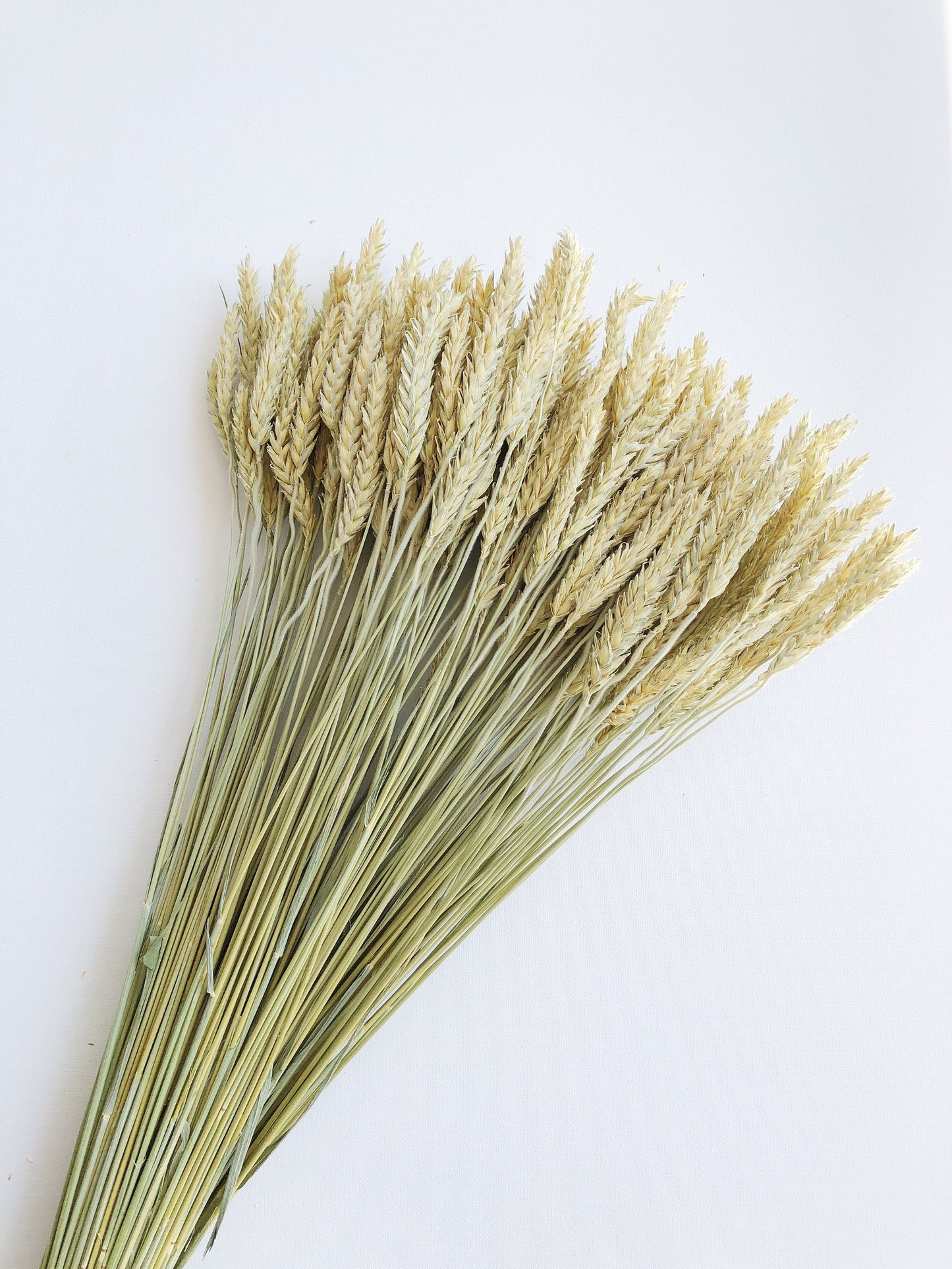 Triticale Beardless Green Wheat, Cereal Grains, Green, Tan, Dried Flowers, Wedding Floral, Bouquets, Fall, Dry Filler Flowers, Home Decor