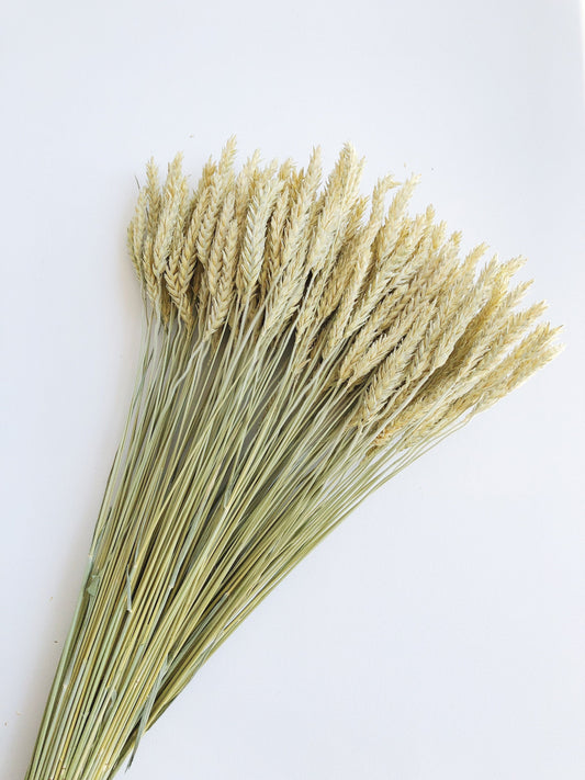 Triticale Beardless Green Wheat, Cereal Grains, Green, Tan, Dried Flowers, Wedding Floral, Bouquets, Fall, Dry Filler Flowers, Home Decor
