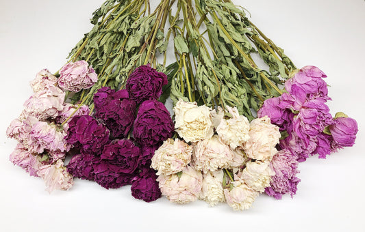 Dried Peony Blooms – Pink, Burgundy, Cream, Beige, Nude – Wedding Bouquets, Bridal Flowers, DIY Décor, Rustic Centerpieces, Home Décor