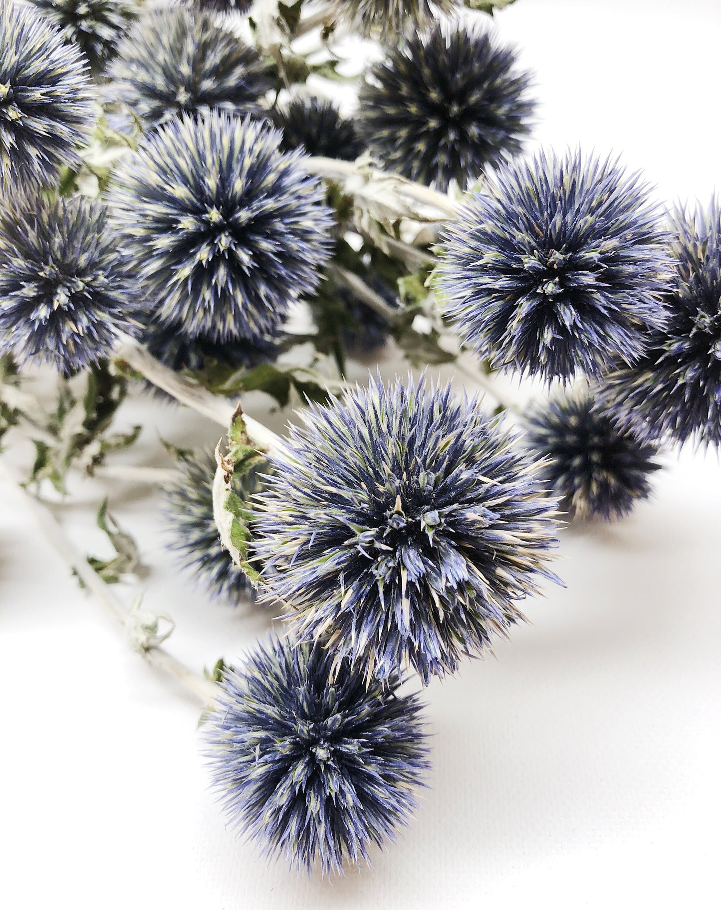 Dried Blue Globe Thistle, Long Stem, Echinops, Green, Purple, Boutonniere Flower, Flowers, Bouquets, Wedding, Floral, DIY, Ball Decor