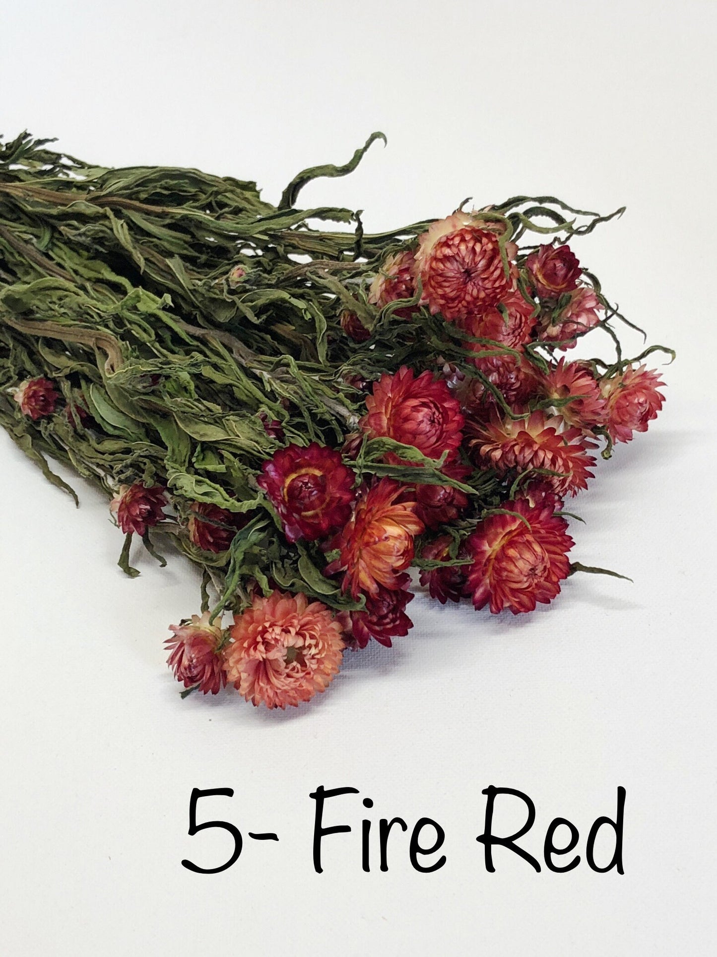 Strawflower, Dried Flowers, White, Cream, Pink, Red, Yellow, Purple, Preserved Florals, Colorful, Wildflowers, Wedding