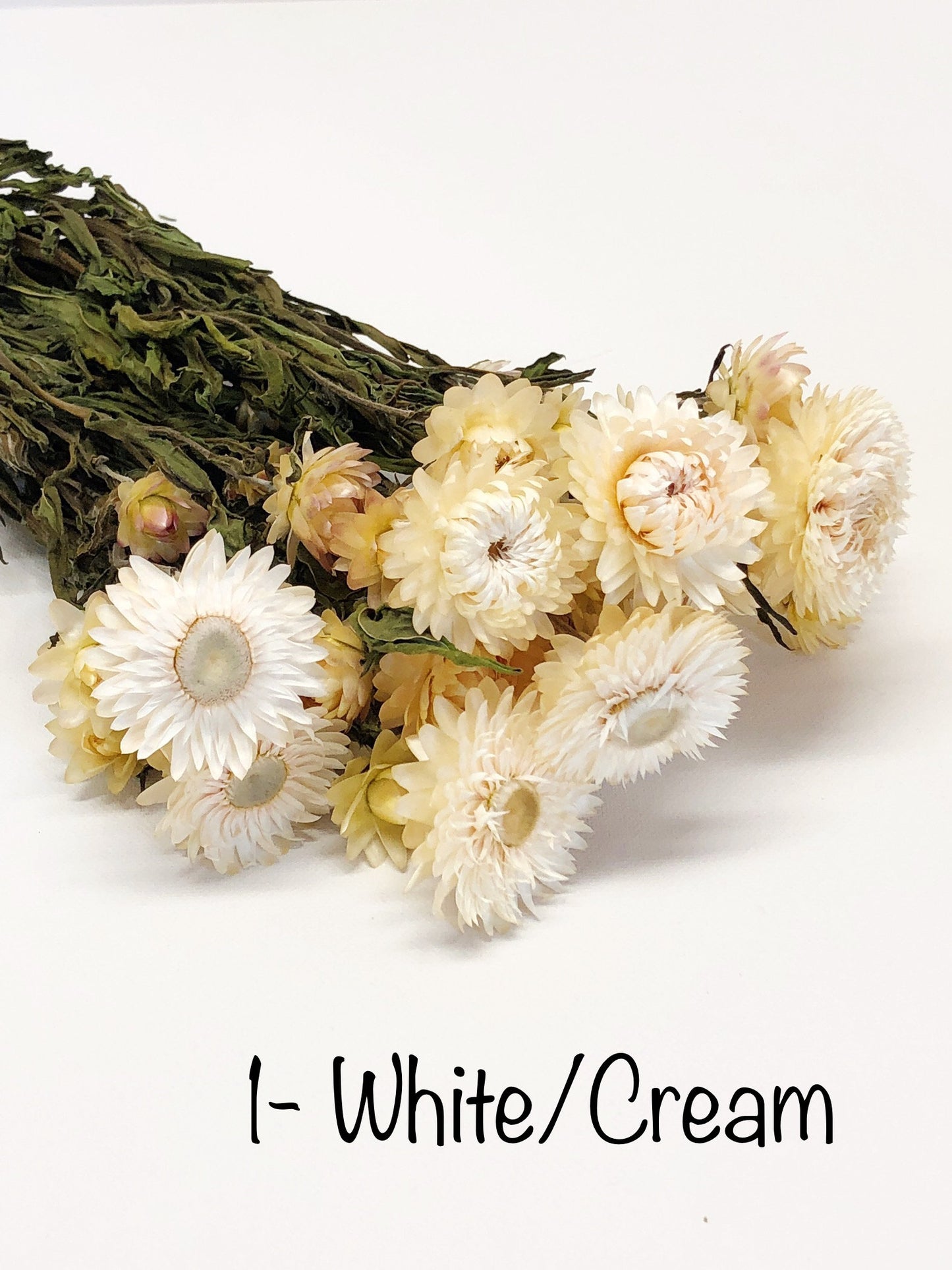 Strawflower, Dried Flowers, White, Cream, Pink, Red, Yellow, Purple, Preserved Florals, Colorful, Wildflowers, Wedding
