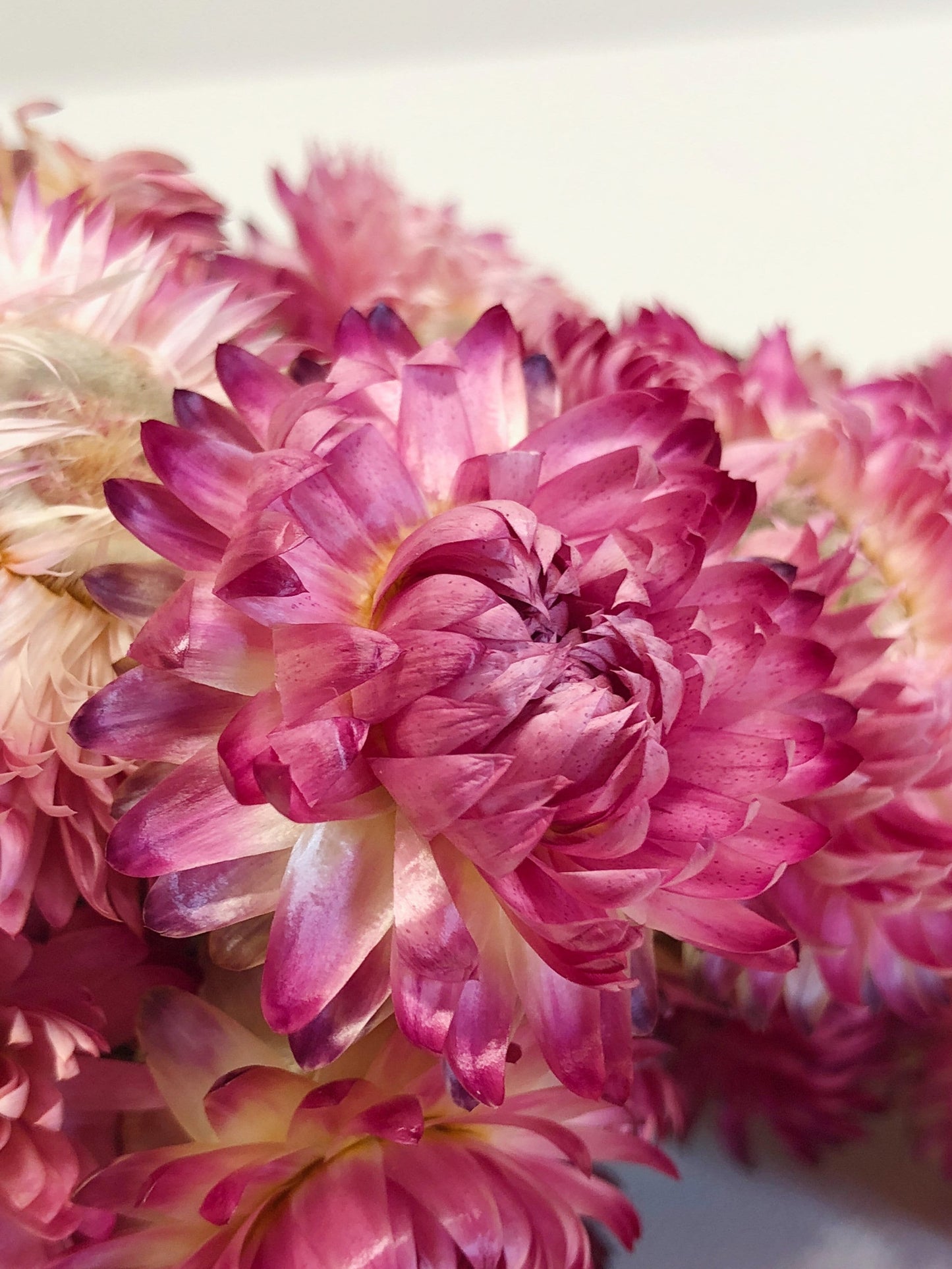 Strawflower, Dried Flowers, White, Cream, Pink, Red, Yellow, Purple, Preserved Florals, Colorful, Wildflowers, Wedding