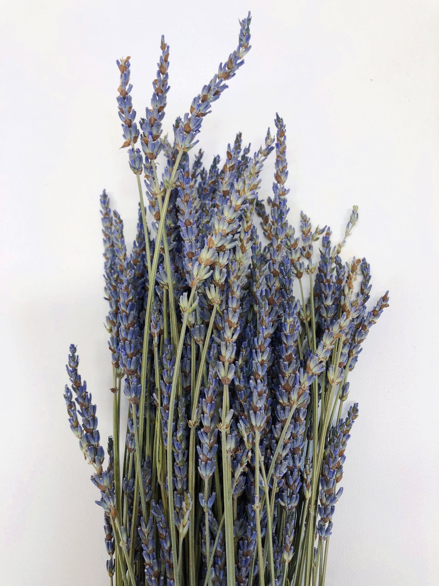 French Lavender, Preserved Flowers, Dried Flower, Lavender, Long Stems, Dried Lavender, Bundles, Wedding, Home Decor, Floral, Flowers