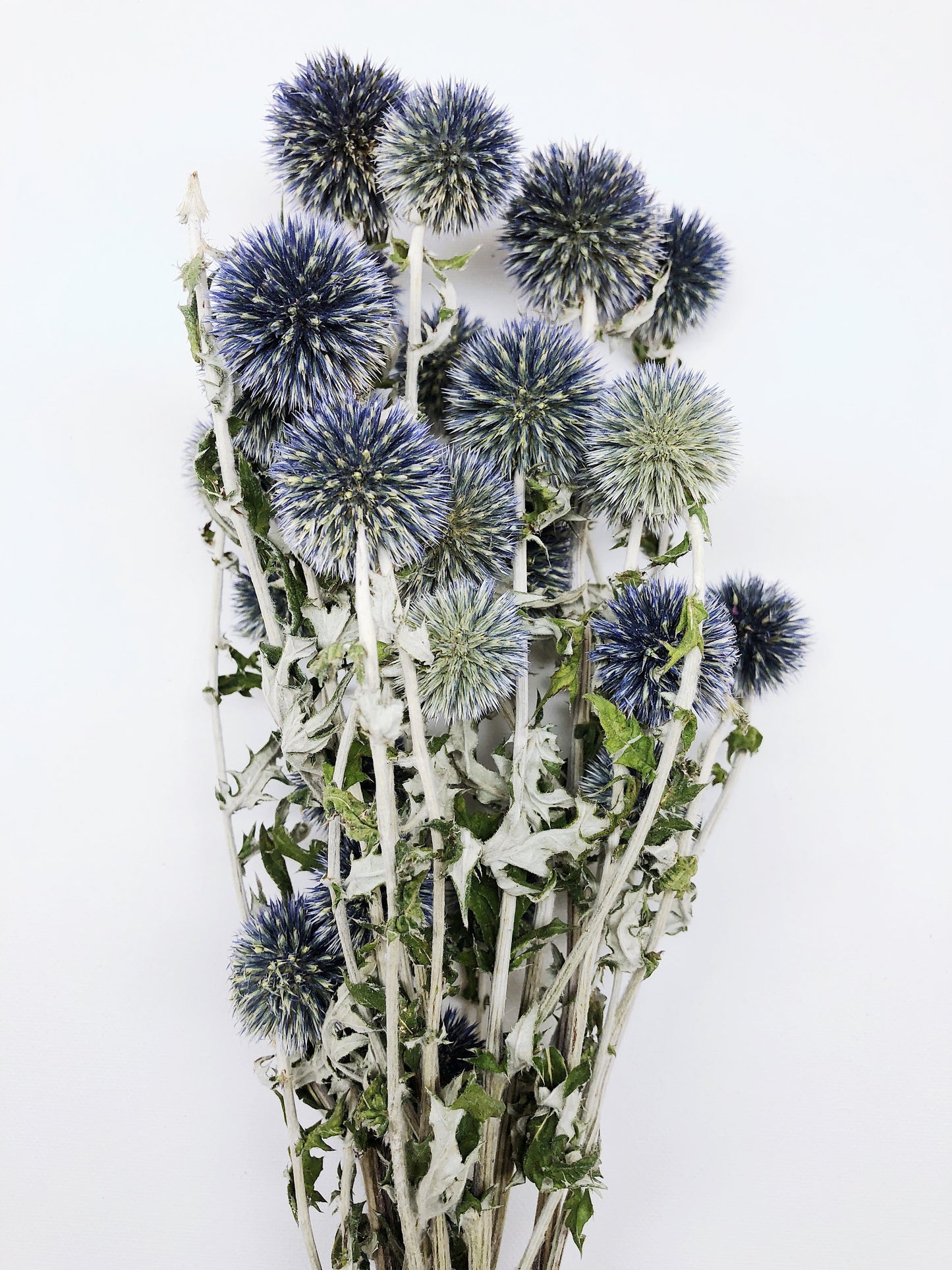 Dried Blue Globe Thistle, Long Stem, Echinops, Green, Purple, Boutonniere Flower, Flowers, Bouquets, Wedding, Floral, DIY, Ball Decor