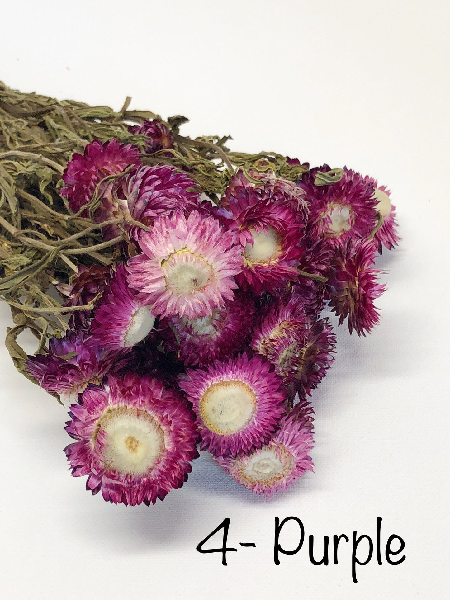 Strawflower, Dried Flowers, White, Cream, Pink, Red, Yellow, Purple, Preserved Florals, Colorful, Wildflowers, Wedding
