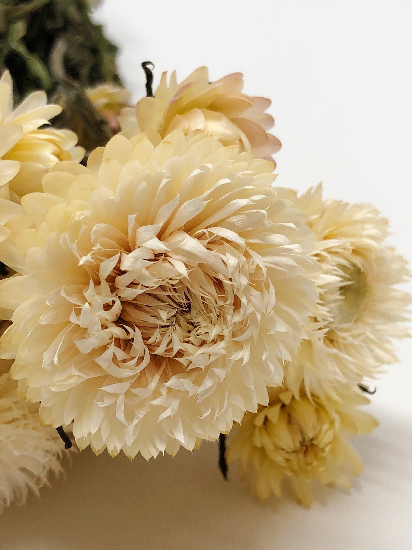 Strawflower, Dried Flowers, White, Cream, Pink, Red, Yellow, Purple, Preserved Florals, Colorful, Wildflowers, Wedding