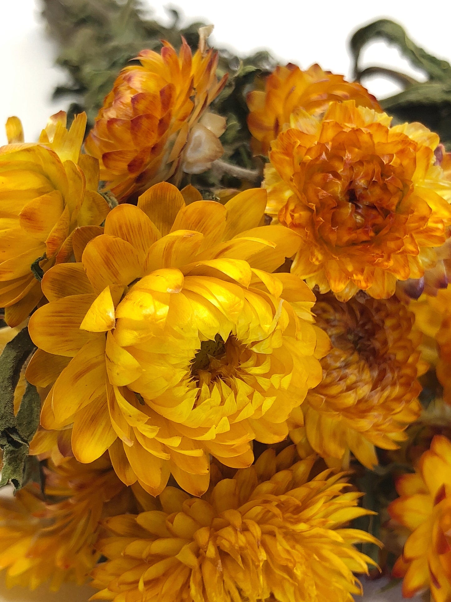Strawflower, Dried Flowers, White, Cream, Pink, Red, Yellow, Purple, Preserved Florals, Colorful, Wildflowers, Wedding