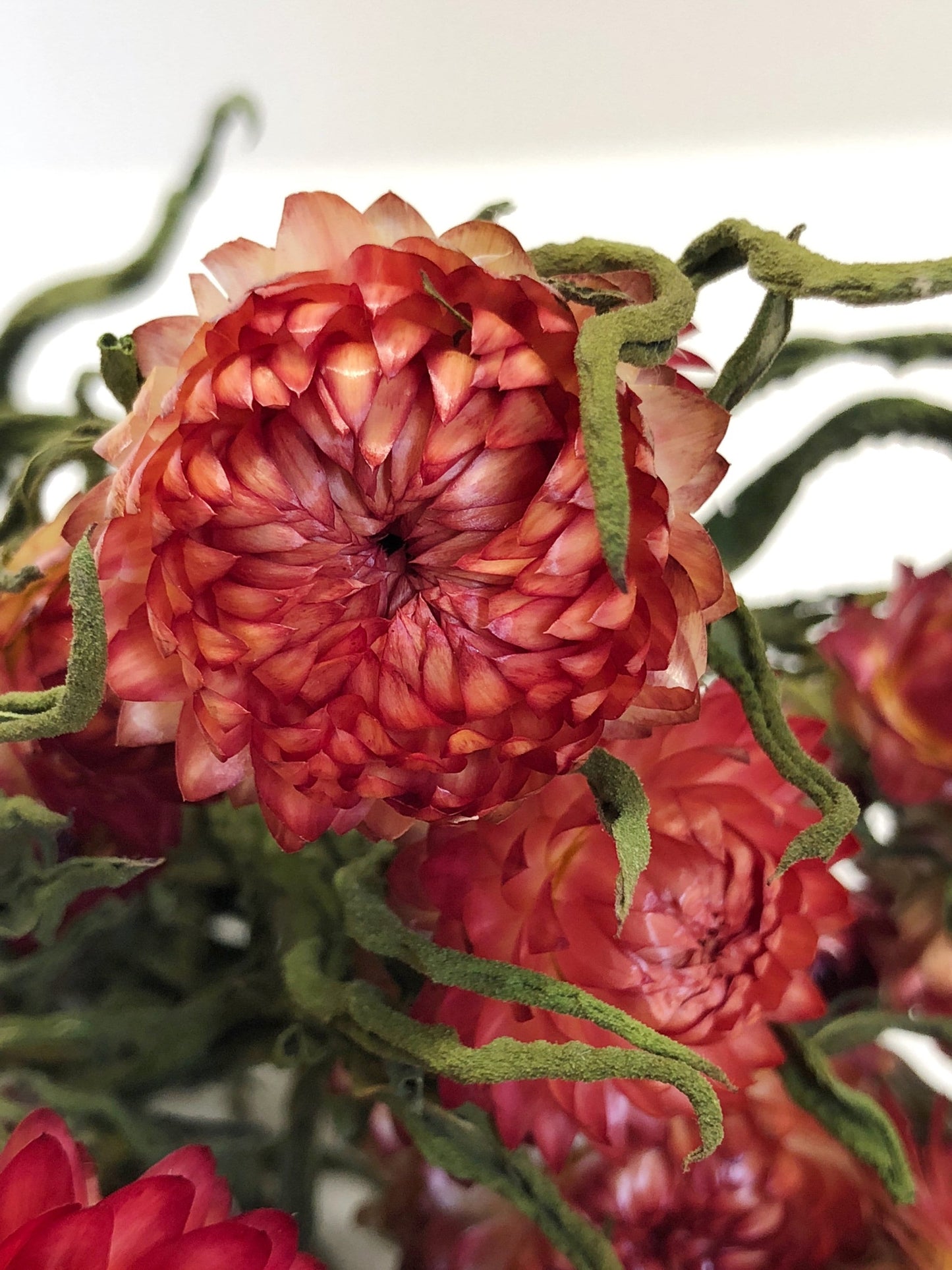 Strawflower, Dried Flowers, White, Cream, Pink, Red, Yellow, Purple, Preserved Florals, Colorful, Wildflowers, Wedding