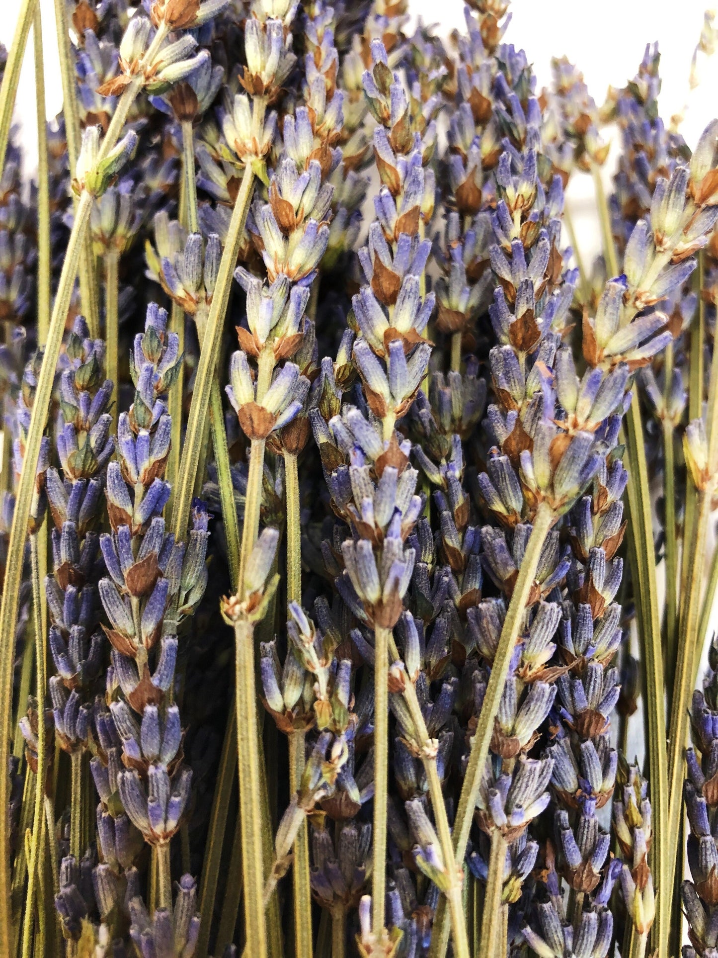 French Lavender, Preserved Flowers, Dried Flower, Lavender, Long Stems, Dried Lavender, Bundles, Wedding, Home Decor, Floral, Flowers
