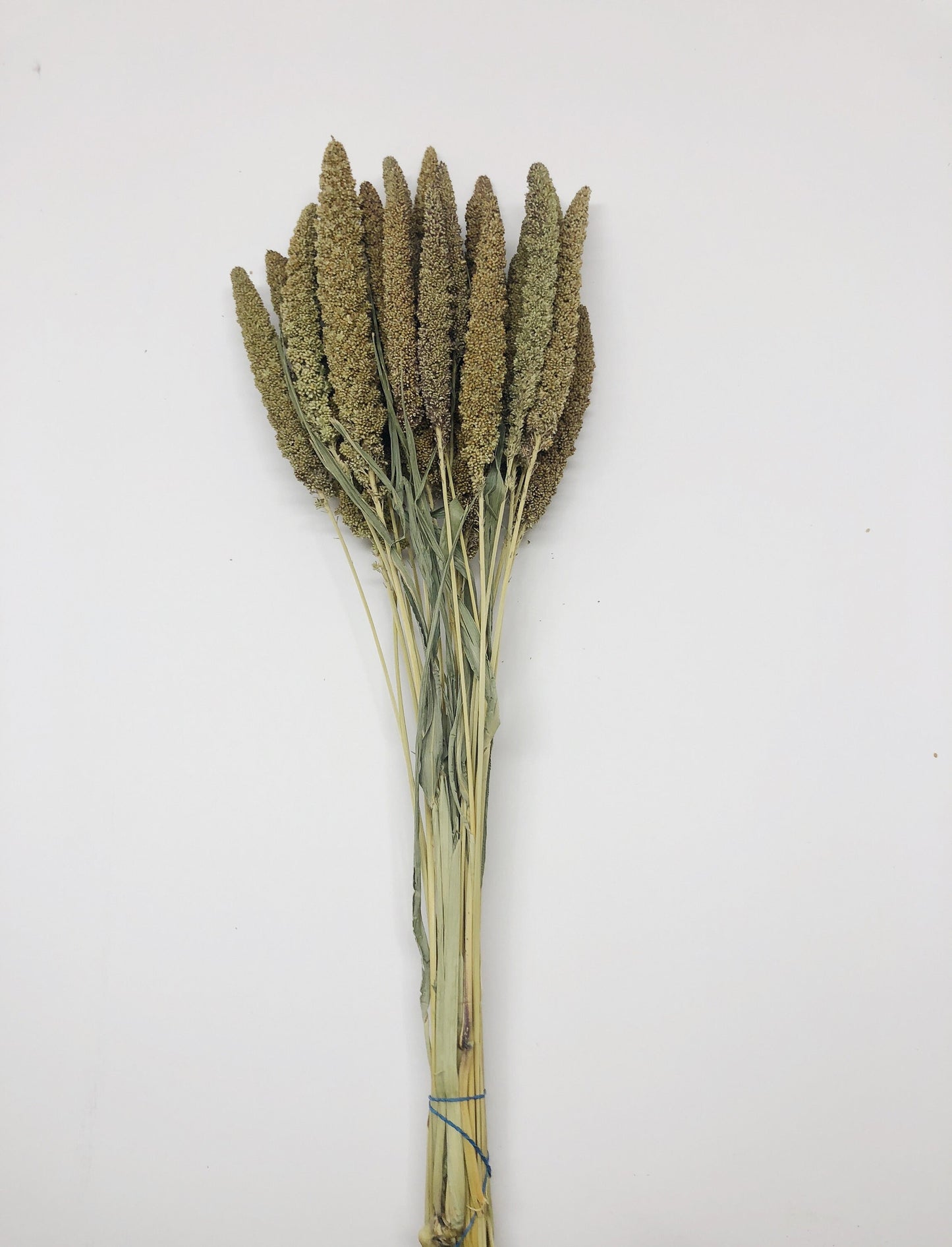 Hilander Grass, Wheat, Preserved Wheat, Preserved Flowers, Wedding Arrangements, Wedding Flowers, House Decoration, Arrangements, Green