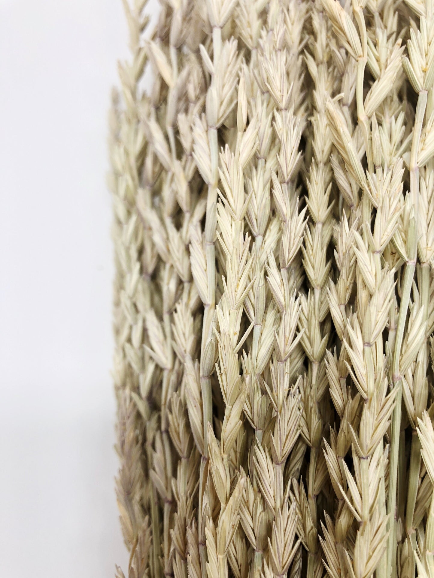 Arrow Grass, Fan, Preserved Wheat, Dried Flowers, Wheat, Tan, Yellow, Wedding Bouquet, Filler Flower, Floral Arrangement, House Decor