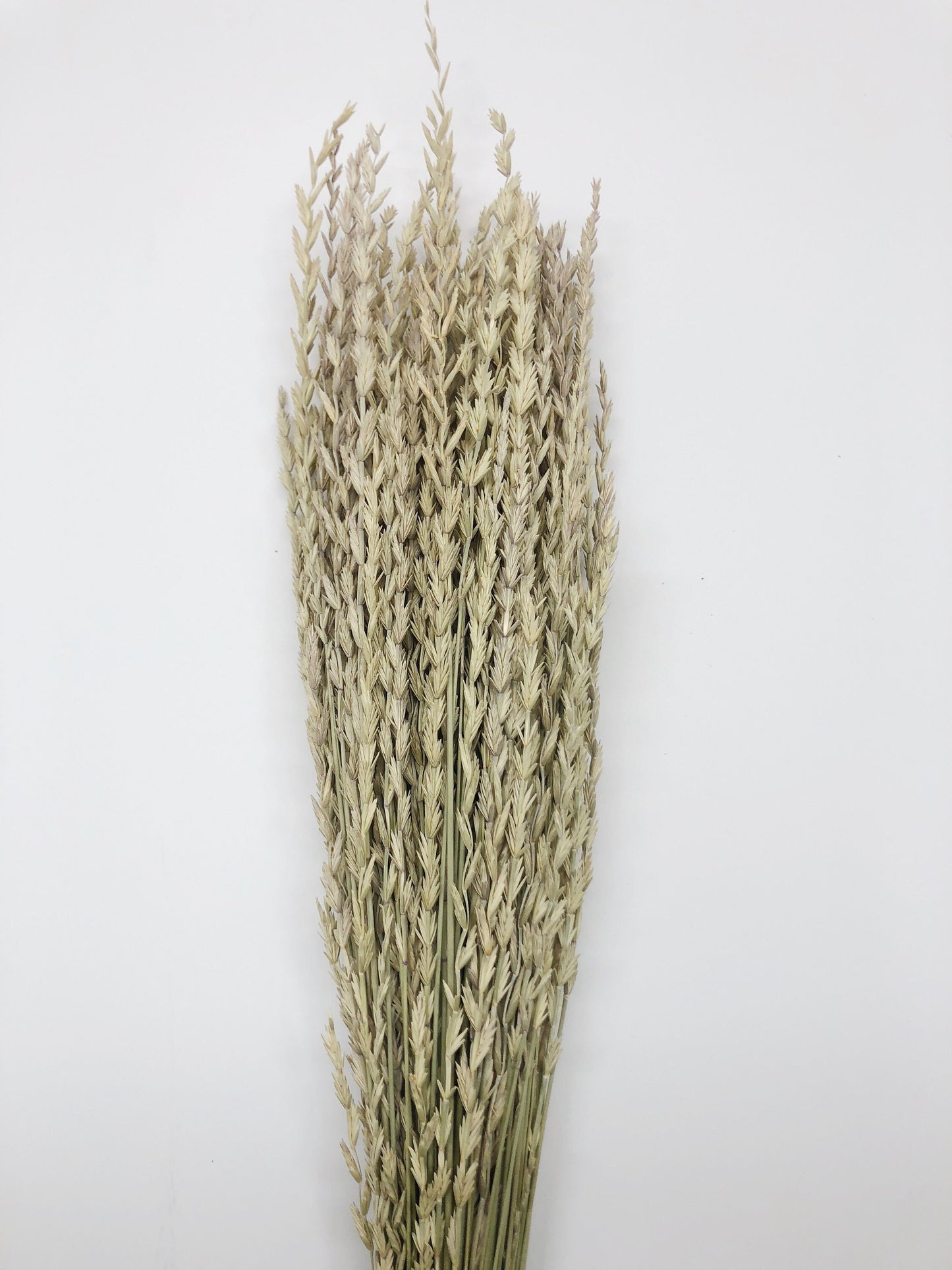 Arrow Grass, Fan, Preserved Wheat, Dried Flowers, Wheat, Tan, Yellow, Wedding Bouquet, Filler Flower, Floral Arrangement, House Decor