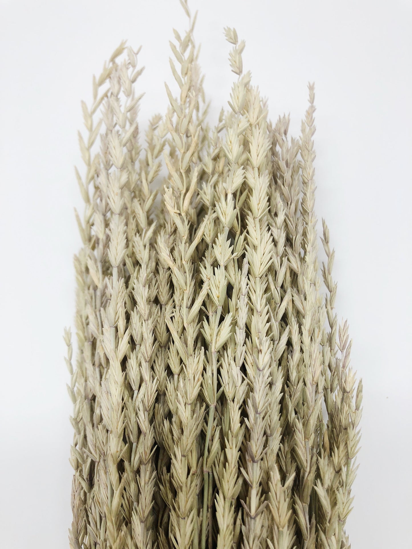 Arrow Grass, Fan, Preserved Wheat, Dried Flowers, Wheat, Tan, Yellow, Wedding Bouquet, Filler Flower, Floral Arrangement, House Decor