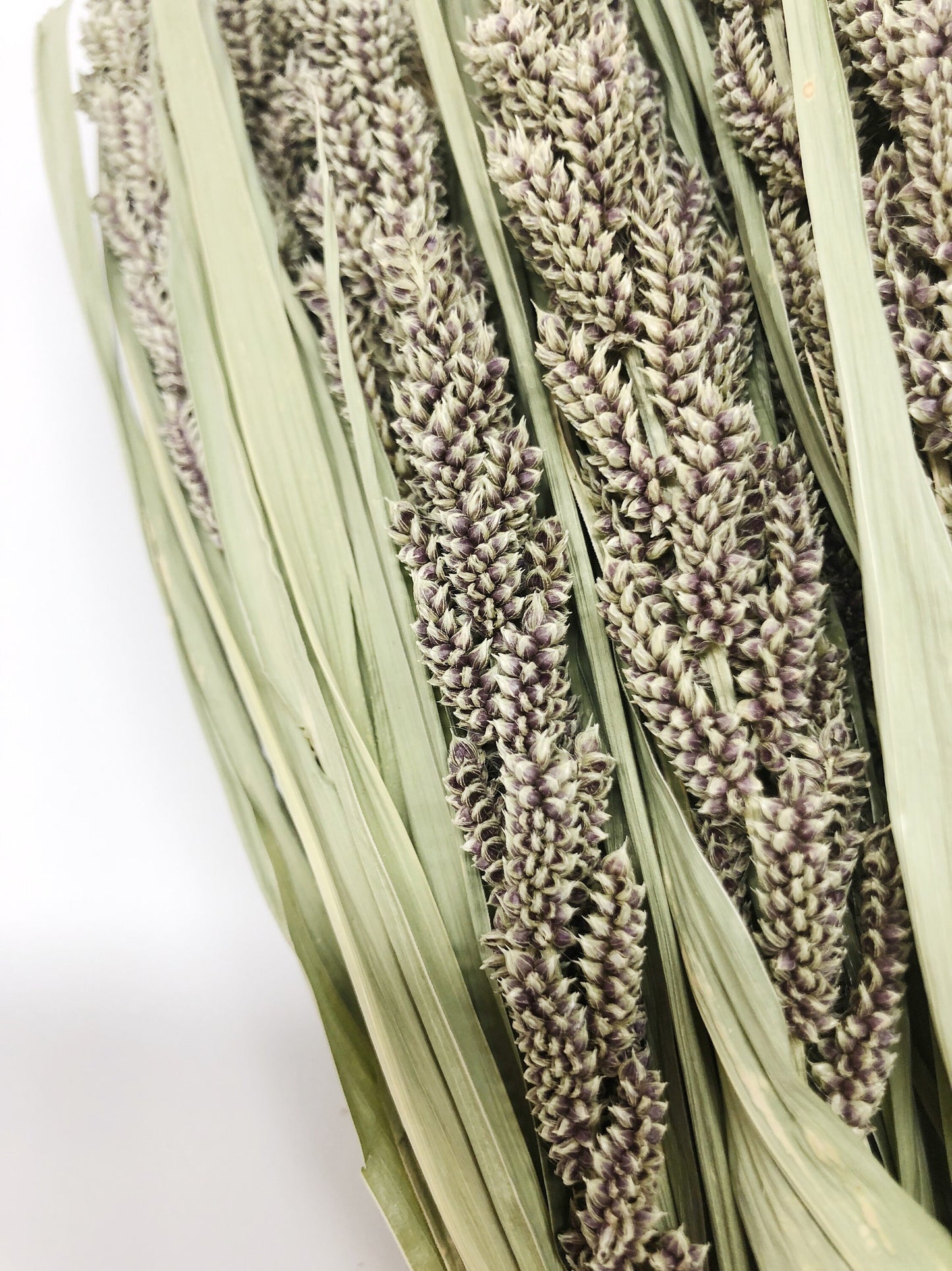 Tapestry Millet, Preserved Wheat, Dried Flowers, Tan, Wedding, House Decoration, Country Style, Wheats and Grass, Arrangements, Preserved