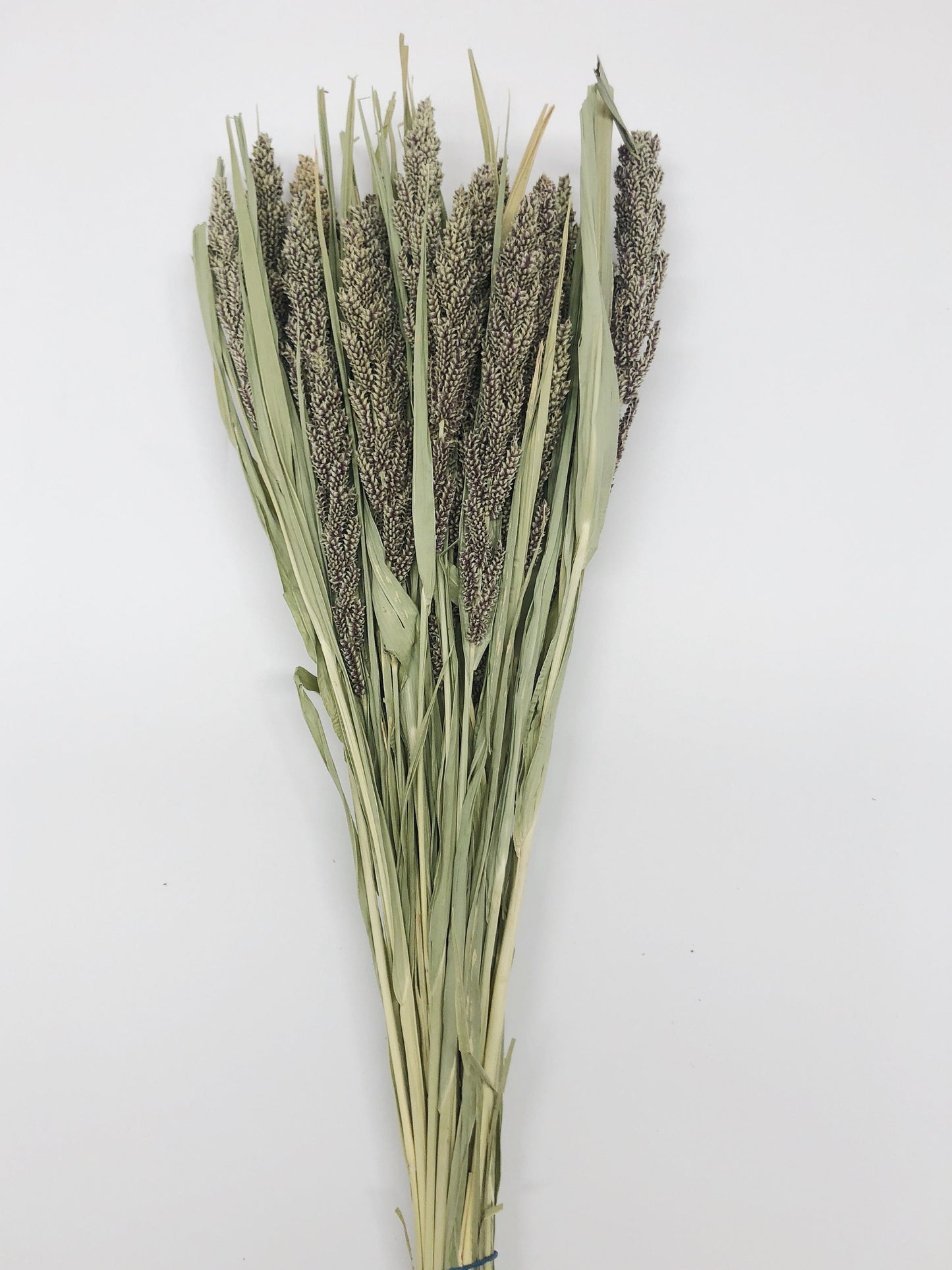 Tapestry Millet, Preserved Wheat, Dried Flowers, Tan, Wedding, House Decoration, Country Style, Wheats and Grass, Arrangements, Preserved