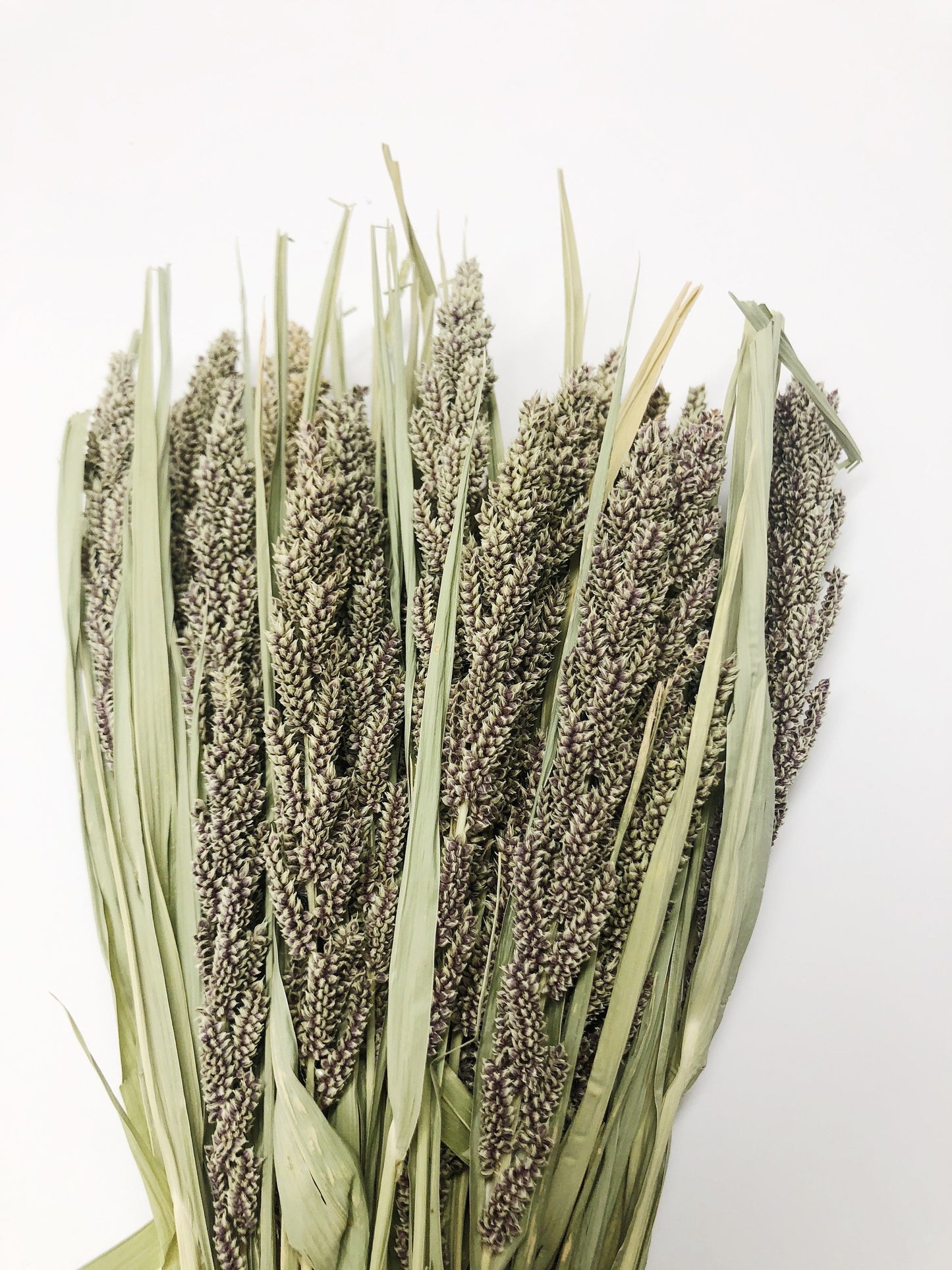 Tapestry Millet, Preserved Wheat, Dried Flowers, Tan, Wedding, House Decoration, Country Style, Wheats and Grass, Arrangements, Preserved