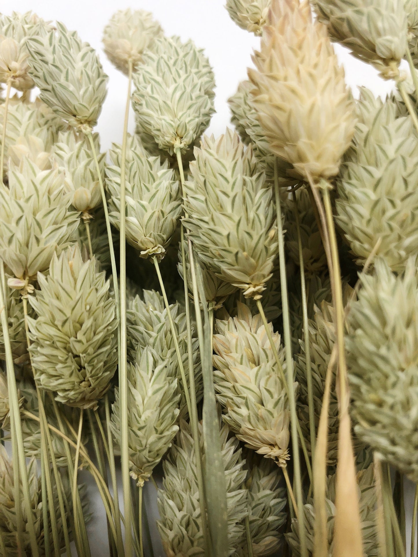 Phalaris, Preserved Wheat, Dried Grass, Wedding Flowers, Floral Arrangement, Filler, Country Style, House Decoration, Wheats and Grass