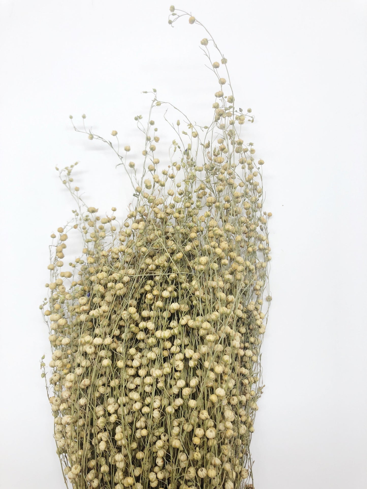 Flax, Dried Wheat, Yellow, Grain, Field, Filler Flowers, Wedding Flowers, Floral Arrangements, Country Style, Round, Wild Flowers