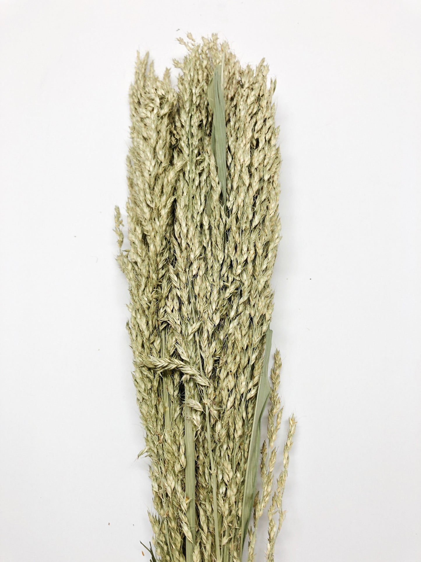 Sudan Grass, Preserved Grass, Preserved Flowers, Wedding Flowers, Filler, Floral Arrangement, Dried Wheat, Green, Country, Wheats and Grass
