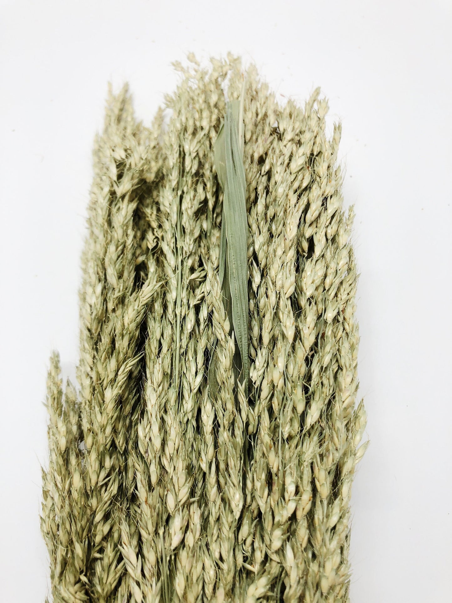 Sudan Grass, Preserved Grass, Preserved Flowers, Wedding Flowers, Filler, Floral Arrangement, Dried Wheat, Green, Country, Wheats and Grass