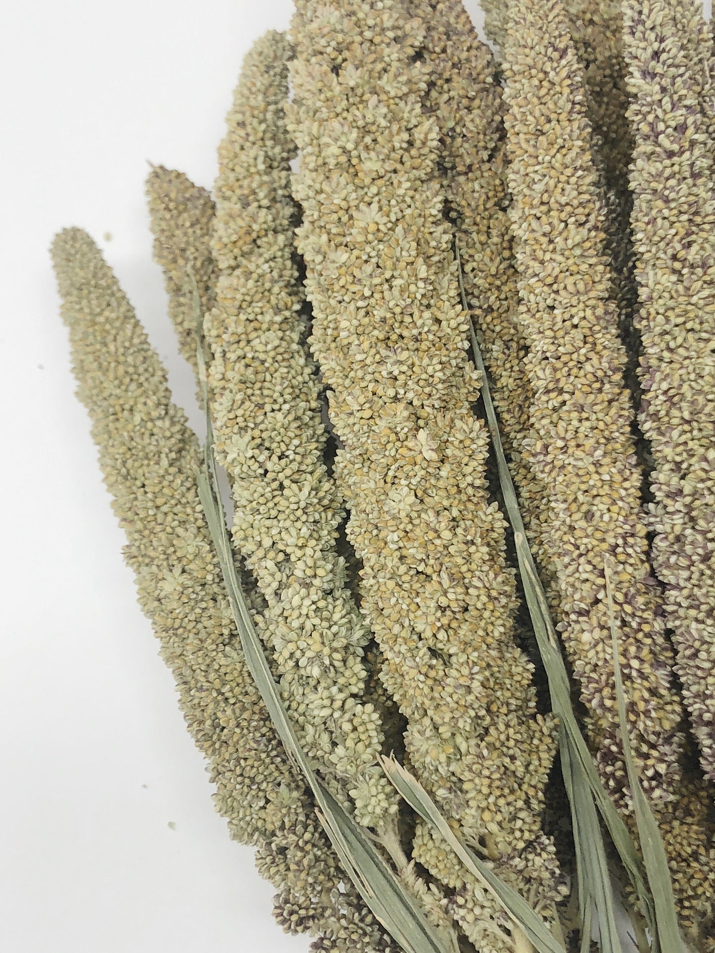 Hilander Grass, Wheat, Preserved Wheat, Preserved Flowers, Wedding Arrangements, Wedding Flowers, House Decoration, Arrangements, Green