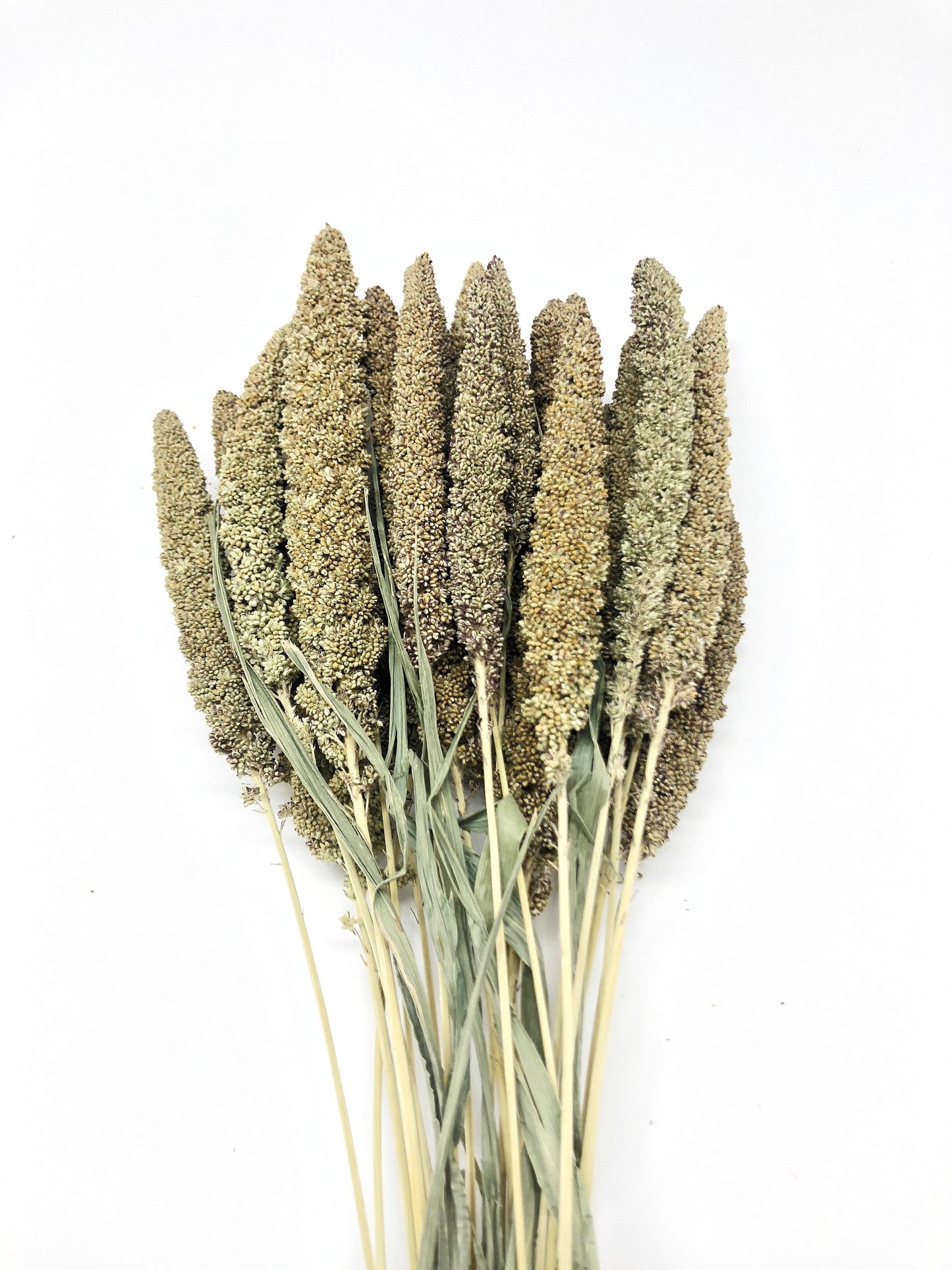 Hilander Grass, Wheat, Preserved Wheat, Preserved Flowers, Wedding Arrangements, Wedding Flowers, House Decoration, Arrangements, Green