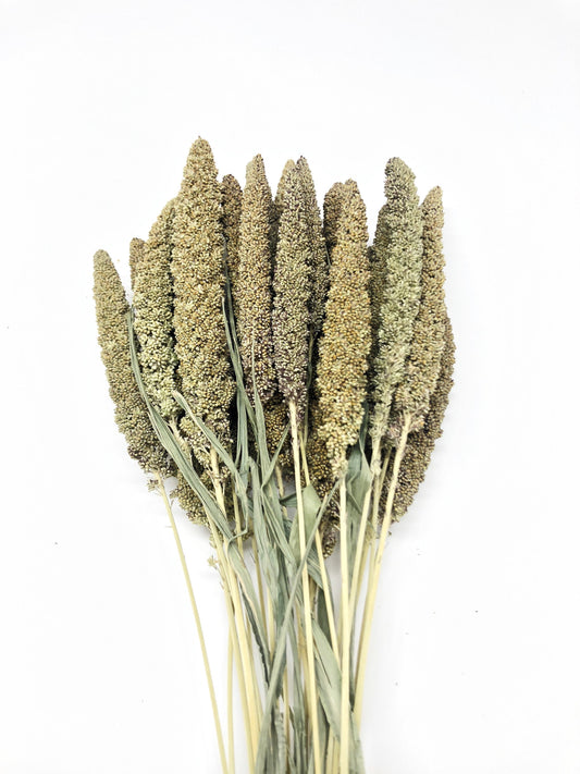 Hilander Grass, Wheat, Preserved Wheat, Preserved Flowers, Wedding Arrangements, Wedding Flowers, House Decoration, Arrangements, Green